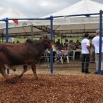 Leilão_Alagoinha1_João_Francisco_portal