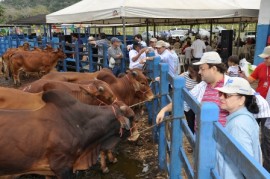 Leilão_Alagoinha2_João_Francisco_portal