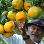 colhetas de laranjas alagoa nova foto antonio david (33)