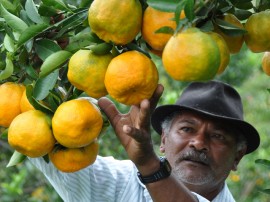 colhetas de laranjas alagoa nova foto antonio david (33)