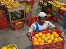 colhetas de laranjas alagoa nova foto antonio david (49)