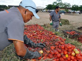 empasa inicia reaproveitamento de material organico compostagem foto joao francisco 42