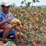 algodao agroecologico em remigio foto vanivaldo ferreira secom pb (4)