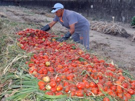 empasa_inicia_reaproveitamento_de_material_organico_compostagem_foto_joao_francisco_40
