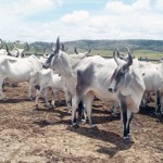 febre aftosa camanha Alagoinha