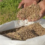 Plantacao de arroz preto na Varzeas de Sousa  Foto Antonio David