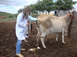 emepa veterinaria paula fernanda realizando inseminacao pequena propriedade