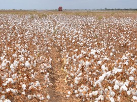 plantio de algodao na regiao de pombal foto vanivaldo ferreira (5)