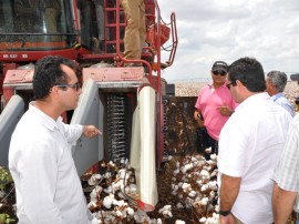 plantio de algodao na regiao de pombal foto vanivaldo ferreira (8)