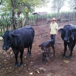 primeiro bezerro nascido inseminacao