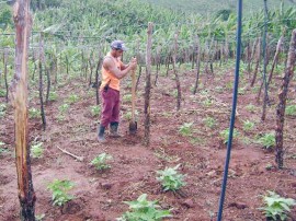 uva preparo em natuba