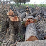 crime ambiental nas varzeas de sousa foto secom pb portal 38 150x150 - Governo planeja ação contra crimes ambientais nas Várzeas de Sousa