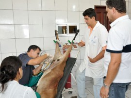 inseminaçao de ovino e caprino foto joao francisco secom pb (17)