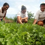 Mulheres cultivam Horta OrganicaAssentamento Caraibas-Quixeramobim-Ceara