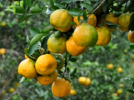 colhetas de laranjas alagoa nova foto antonio david 32 270x202 - Governo realiza ações para melhorar produção de laranja na região de Matinhas