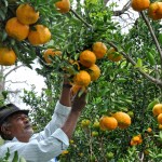 colhetas de laranjas alagoa nova foto antonio david (39)