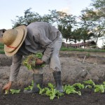 emater agricultura familiar lagoa seca foto francisco franca (1)