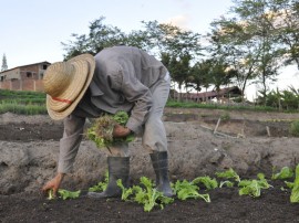 emater agricultura familiar lagoa seca foto francisco franca (1)