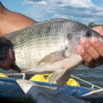 empasa 10 toneladas de peixe sendo comercializado 4