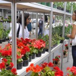 feira_das_flores_antonio david 05.05.11 (1)