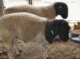 inseminaçao de ovino e caprino foto joao francisco secom pb portal (157)