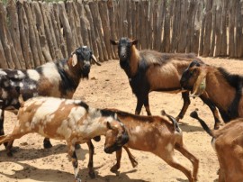 inseminaçao de ovino e caprino foto joao francisco secom pb portal (163)