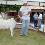 leilao de caprino e ovinos em capina grande foto claudio goes (1)