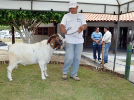 leilao de caprino e ovinos em capina grande foto claudio goes (1)