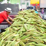 empasa_milho_verde_foto_josé_lins_01