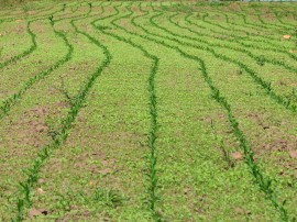 plantaçao de milho nova tecnologia no brejo foto antonio david secom pb (75)