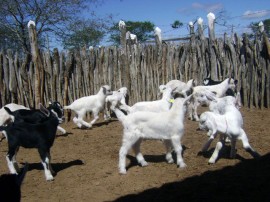 caprinocultura melhoramento genetico de cabras (3)