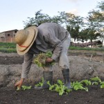 emater agricultura familiar lagoa seca foto francisco franca 2