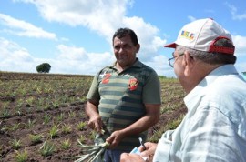 plantacao de abacaxi sao miguel de taipu foto antonio david 16