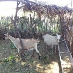 caprinocultura cabrino sao miguel do sabigi 14