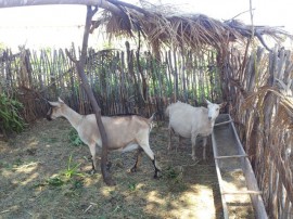 caprinocultura cabrino sao miguel do sabigi 14