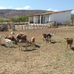 caprinocultura cabrino sao miguel do sabigi 15