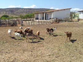 caprinocultura cabrino sao miguel do sabigi 15