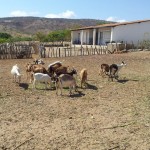 caprinocultura cabrino sao miguel do sabigi 16