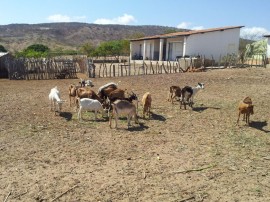 caprinocultura cabrino sao miguel do sabigi 16