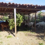 caprinocultura cabrino sao miguel do sabigi 9