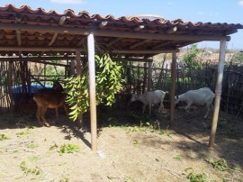 caprinocultura cabrino sao miguel do sabigi 9