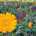 flore, estufa, agricultura cidade de piloes foto joao francisco 86