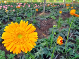 flore, estufa, agricultura cidade de piloes foto joao francisco 86