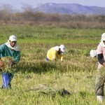 Plantacao de arroz preto na Varzeas de Sousa  Foto Antonio David (6)