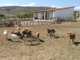 caprinocultura cabrino sao miguel do sabigi 15