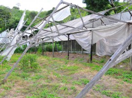 estufas a reparar em Pilões_flores 2