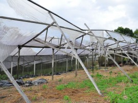 estufas a reparar em Pilões_flores