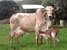 premiaçao vaca gir da emepe pb