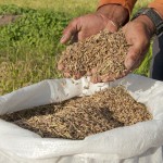 Plantacao de arroz preto na Varzeas de Sousa  Foto Antonio David