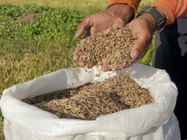 Plantacao de arroz preto na Varzeas de Sousa  Foto Antonio David